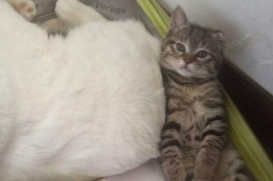 狸花猫认第二个主人吗