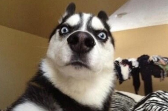 哈士奇跟柴犬哪个更蠢，哈士奇不由自主的行为更加蠢萌