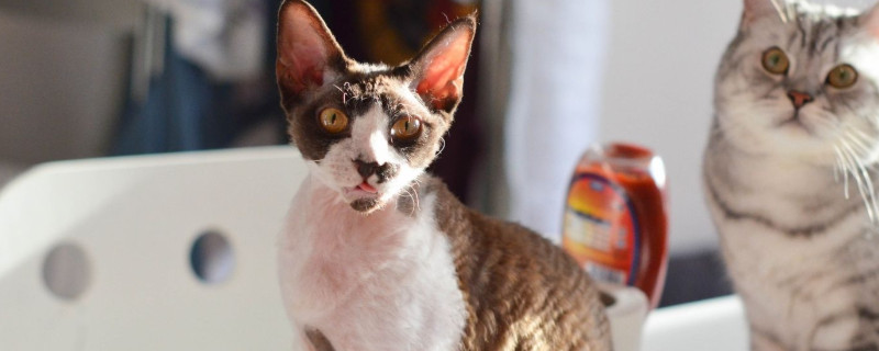 猫换环境不吃东西怎么办
