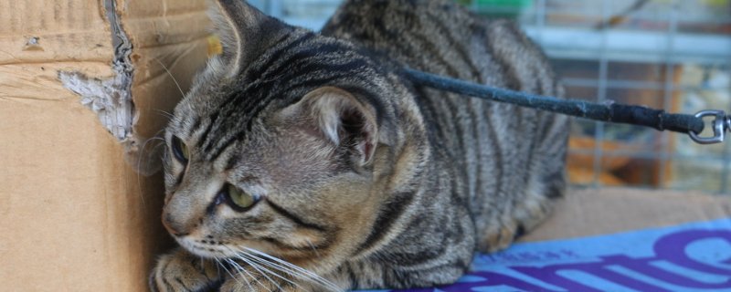 猫流产了肚子还有猫吗