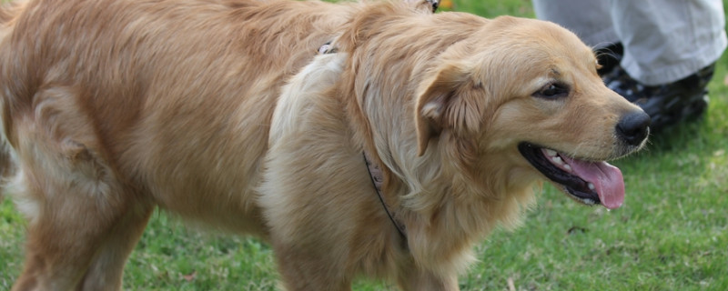 狂犬病潜伏期症状
