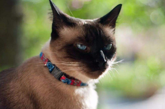 价格在1000左右的猫，1000以下的猫有哪些
