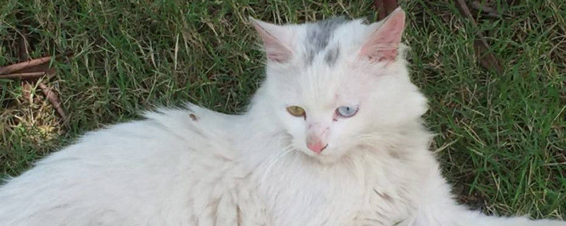 猫没打疫苗抓到怎么办