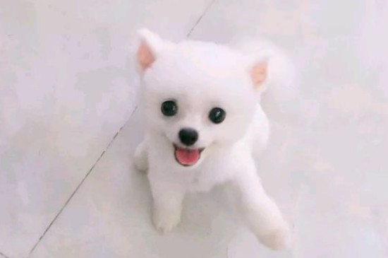 狗狗吐了黄黄粘稠液体