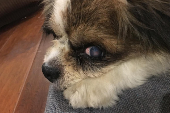 狗狗子宫脱落怎么治疗