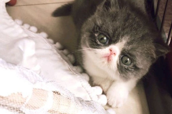 加菲猫生小猫注意事项