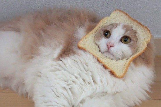 猫可以吃面包吗