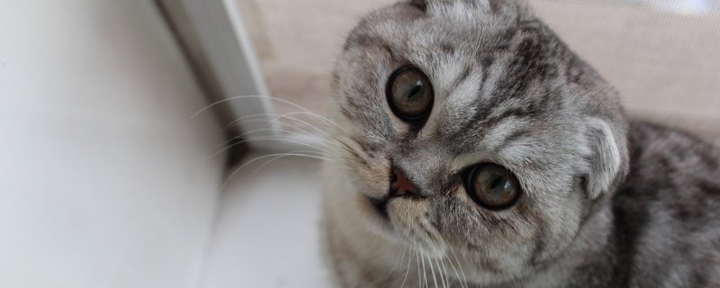 猫咪睡觉的时候腿哆嗦