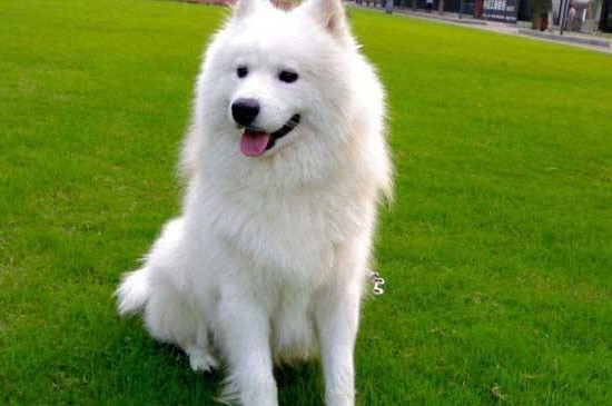 适合城市养的中型犬