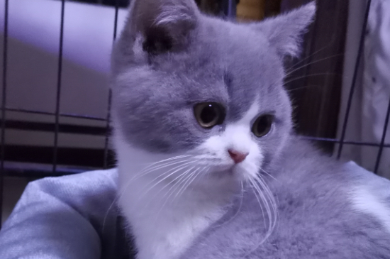 猫吃猪肉吗