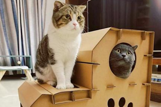 猫咪咬纸箱是在磨牙吗