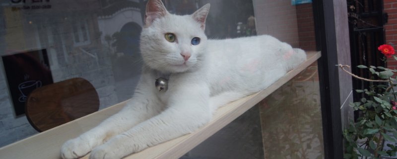 猫能不能吃生肉