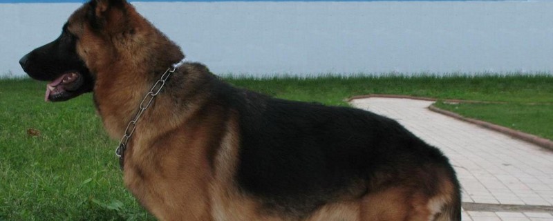 昆明犬和德牧的区别