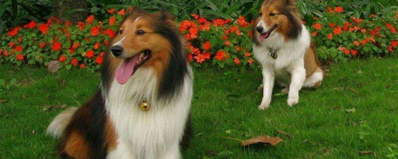 喜乐蒂牧羊犬禁养吗