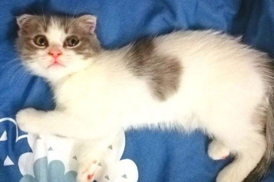 上班族如何养猫，养猫的人白天上班猫怎么办