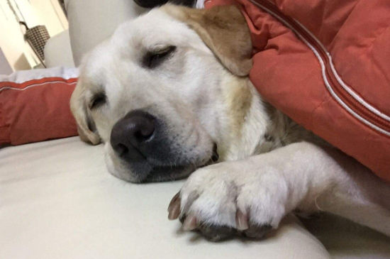 小孩误食狗吃过的东西
