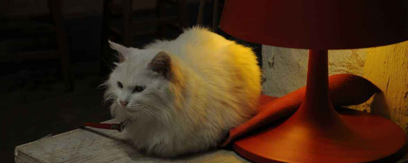 猫咪摔了以后一直趴着