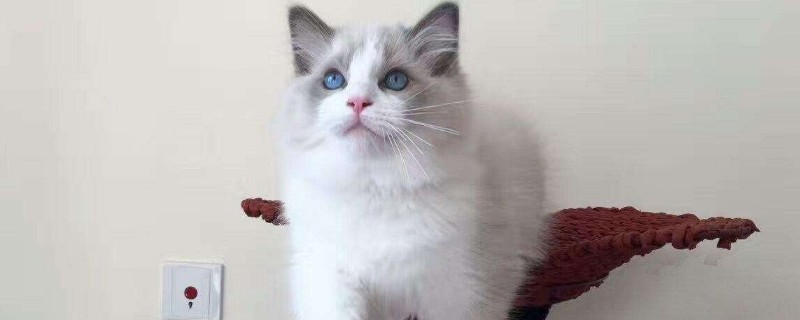 女生适合养什么猫