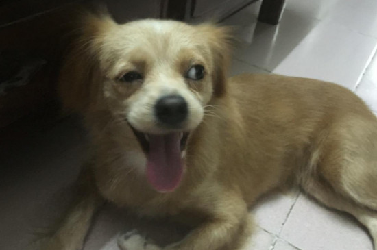 狗咳嗽吐白色粘液怎么办