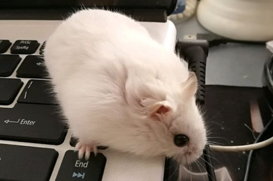 银狐仓鼠怎么训练