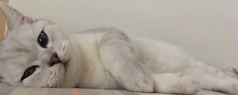 猫踩奶被子是什么意思