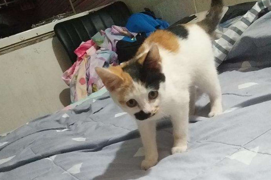 猫咪报复性尿床怎么办