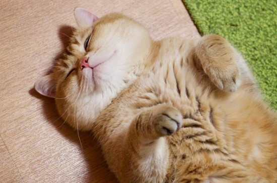 猫要养多久才会有感情