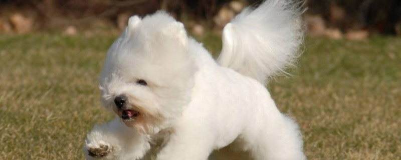 比熊犬和泰迪哪个好