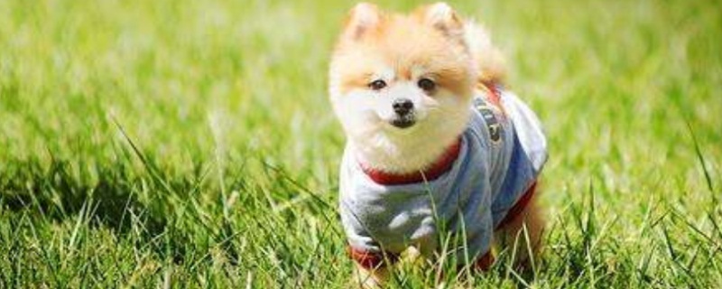 狗狗吃鱼刺卡住的症状