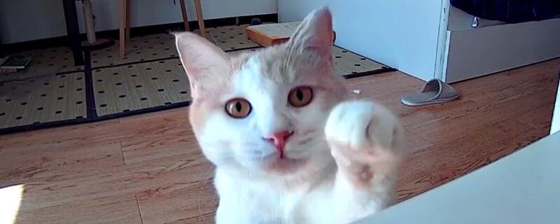 可以把猫关在家里几天
