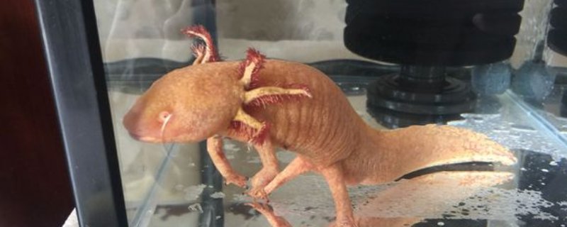 六角龙鱼深水养能死吗