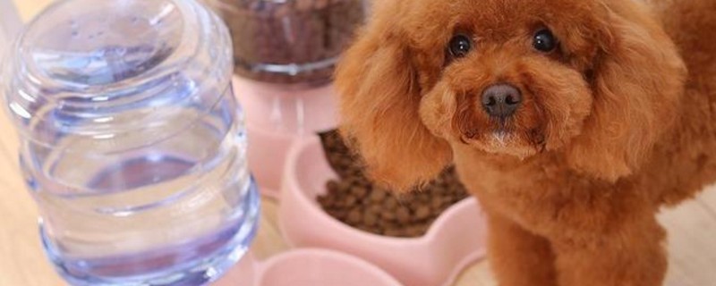 养泰迪犬的注意事项