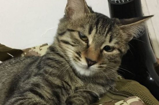 猫食欲不振消瘦嗜睡怎么治疗，总睡觉不吃喝可能有肠胃炎