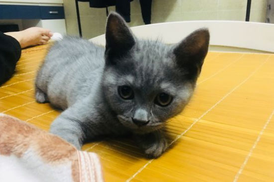 公猫会照顾小猫吗