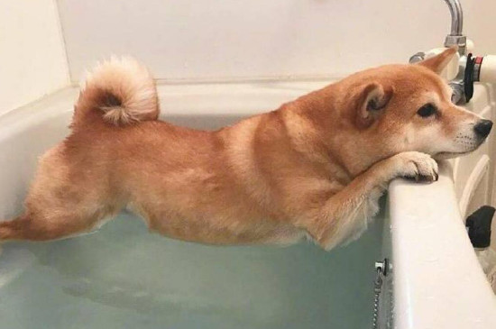 16个不能养柴犬的理由