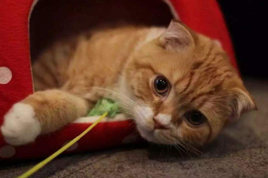 猫用鼻子蹭人是什么意思