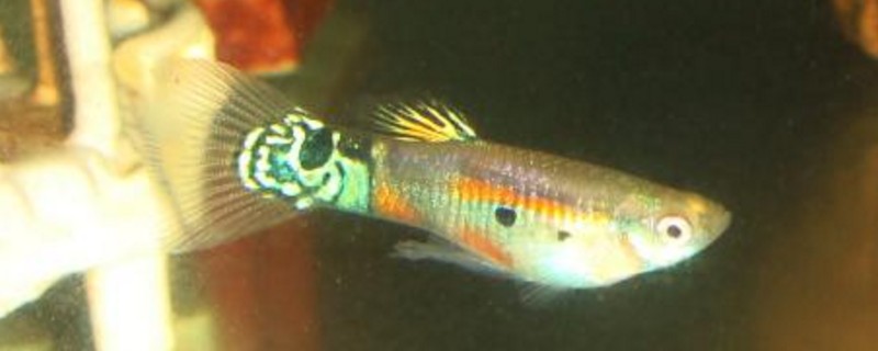 孔雀鱼死了是怎么回事