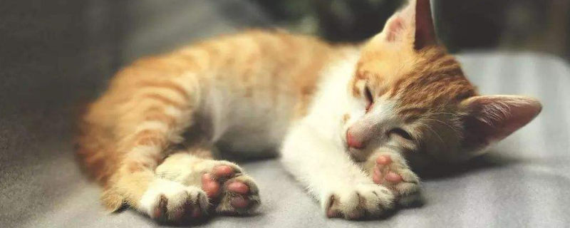 老猫为什么会吃小猫