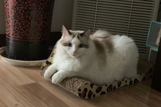猫睡在枕头旁说明什么