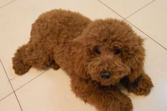 泰迪犬能吃生黄瓜吗
