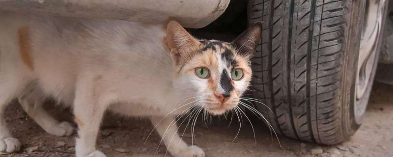 下雨天猫咪躲哪里