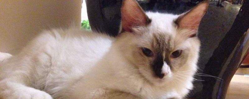 布偶猫需要关笼子养吗