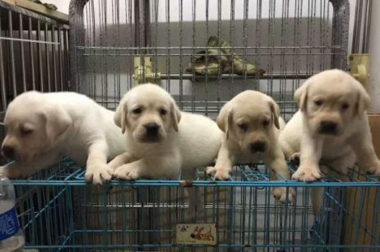 喂养幼犬需要注意什么问题