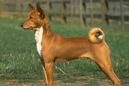 卡南犬值多少钱一只，卡南犬图片和价格信息