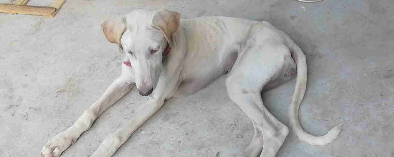细犬怎么训练