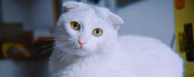 小猫嗓子叫哑了怎么办