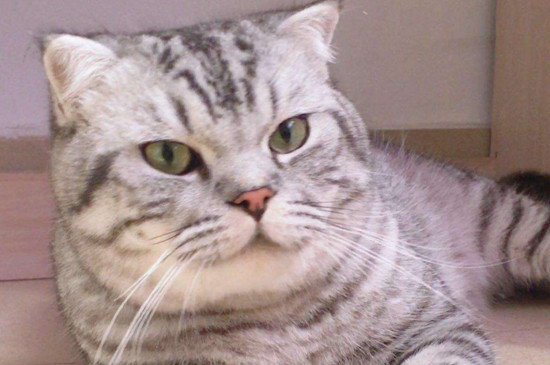 美短和蓝猫配种长啥样