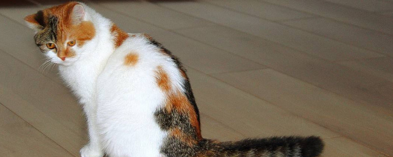 猫湿疹与猫藓辨别