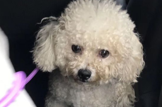 狗狗总是轻咬主人手