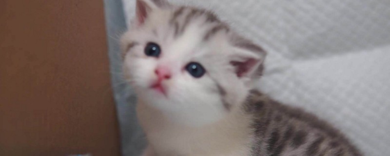 未断奶的猫怎么喂养